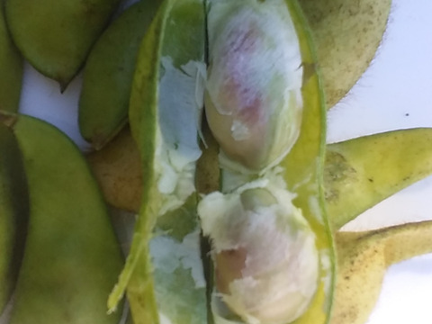 【今が旬】プリプリ大粒(枝付き黒枝豆)800~1kg和歌山産