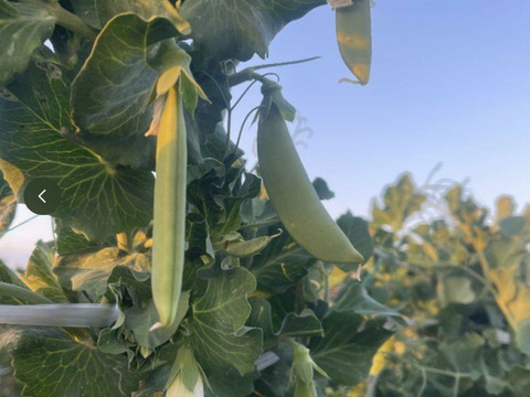 朝採れ 鹿児島県指宿産 スナップエンドウ 1.8kg（鹿児島県指宿市産）