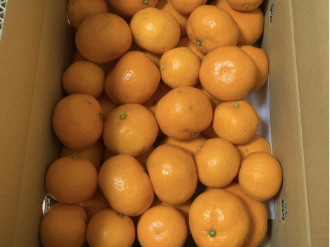 【コスパNo.1】EG農園のおいしい有田みかん 5キロ箱 和歌山県 有田 みかん 2S~3Lサイズ　家庭用キズあり