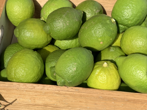 【期間限定】瀬戸田発！農薬・肥料不使用なので皮まで美味い！！自然農グリーンレモン（4kg）