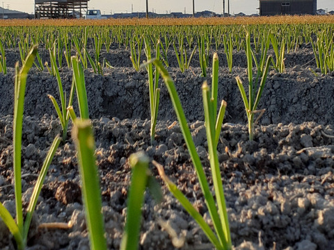 淡路島産玉ねぎ　５kg　Awaji Fancy Onion