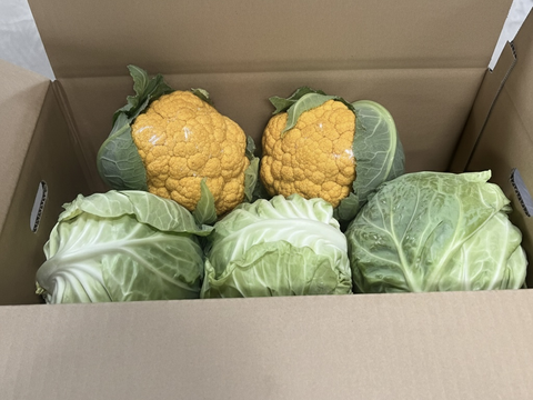 数量限定！納豆菌栽 淡路島甘蜜キャベツ3個とオレンジカリフラワー2個