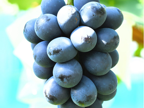 【ナガノパープル大房1房約750g】