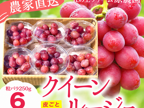 【1.5kgパック詰め】クイーンルージュ🍇種なし皮ごと食べられる大人気品種