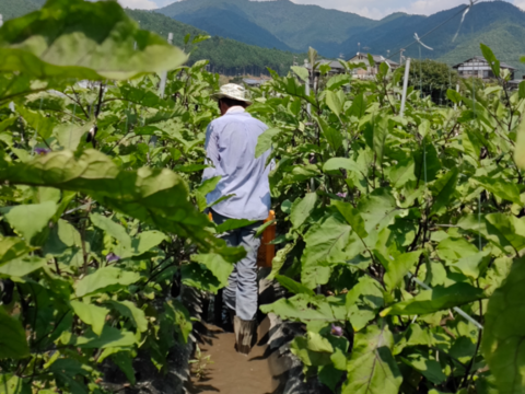 【有機JASゼブラナス】こんなキレイな柄のナス、見たことない⁈夏のおしゃれな食卓に！みんながあっと驚く色、柄、そしてふわっトロの食感！スーパーでは手に入らない！大ぶりサイズで食べ応えたっぷり！