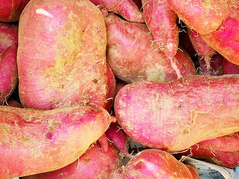 【土付き】鮮やかな紫芋！パープルスイートロード（総量3kg、S～L詰め合わせ、6〜10個）農薬・化学肥料不使用