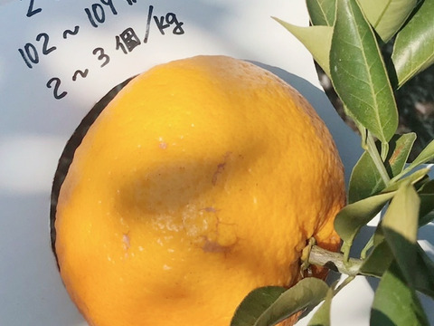 【残りわずか】農薬不使用甘夏・訳ありお得箱10kg♪