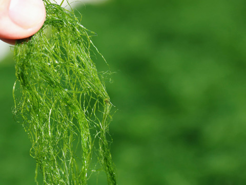 【初回限定|お試し100円OFF】芳醇な香り漂う青のりセット_すじ青のり」7g+「青のり屋が本気でつくった青のりふりかけ」18g