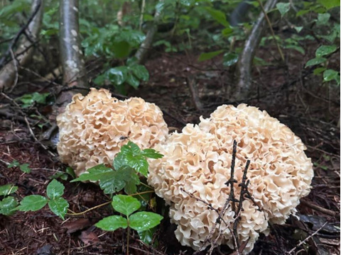 秋の香り】天然ハナビラタケ シャキシャキ食感 濃厚な旨みと香り