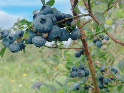 【生ブルーベリー】大粒品種•スパルタン&ダロウのミックス（北海道産）500g（250g×2）