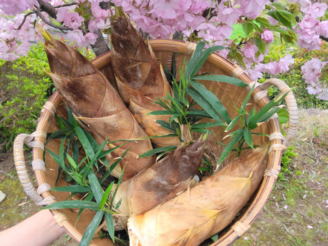 千早赤阪村産「朝掘り極上たけのこ」当日仕込み・真空水煮パック