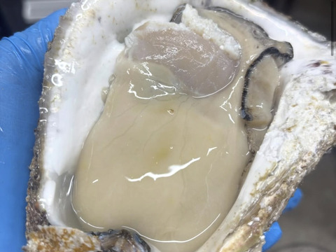 日間賀島産》天然岩牡蠣【ラストシーズン】今だけの旬❗️精密洗浄