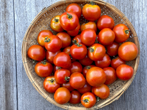 【有機JAS ミディトマト2gk】貴重な露地栽培！オーガニックミディトマト！今年は大変良い出来！フルーツトマト品種の美味しさを感じてください！露地栽培なので雨や台風で急になくなるかも⁈お見逃しなく！