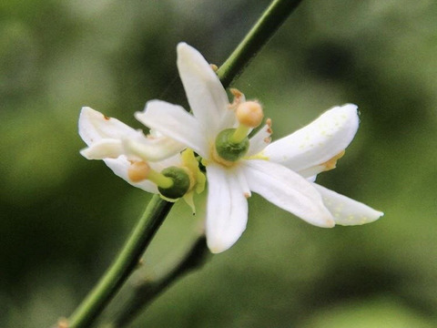 瀬戸内よりお届け！いまが旬の温州みかん（南柑20号）10㎏詰合せ【約60～80個・サイズ混合】