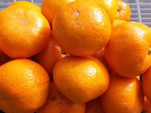 【蔵出しみかん】「小粒4kg」和歌山産(常温便)