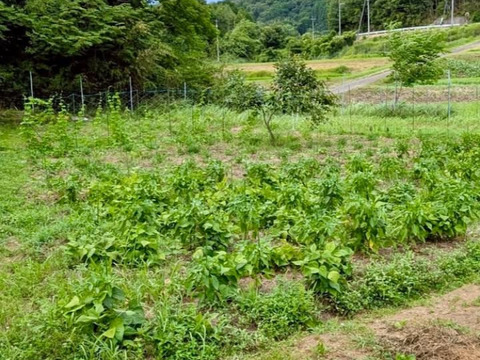 にんにくホワイト六片【農薬、肥料不使用！！味も香りも濃くてねっとり】中・小粒
