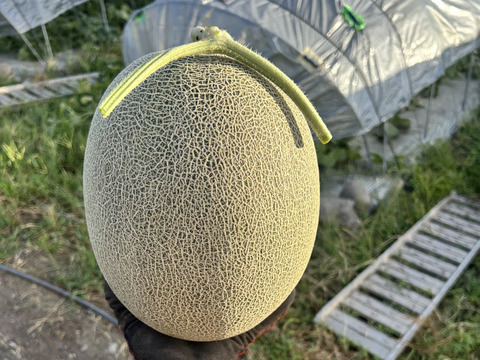 【完熟収穫】追熟の必要がないペルルメロン1玉