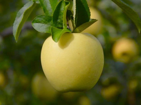 売り切れ【シナノゴールド】パリッじゅわっ甘酸適和！5kg 黄色い幸せのりんご