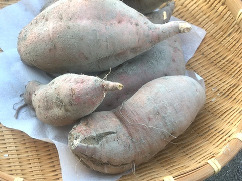 ホクホクさつまいも！　安心の【農薬不使用栽培】兵庫県産　紅がるか　４ｋｇ