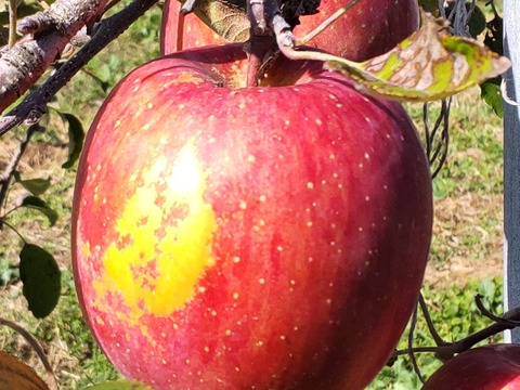 【すぐ出荷OK】葉とらずサンふじ　家庭用B品　3キロ箱（3.2キロぐらい入ります）　JA基準より60％減の低農薬栽培