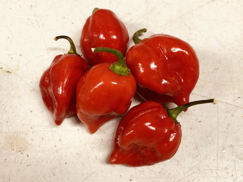 チリソース サルサソース ピクルスに大人気の激辛唐辛子ハバネロ1kg 静岡県産 食べチョク 農家 漁師の産直ネット通販 旬の食材を生産者直送 チリソース サルサソース ピクルスに大人気の激辛唐辛子ハバネロ1kg 静岡県産 食べチョク 農家 漁師の産直ネット通販 旬の食材を生産者直送