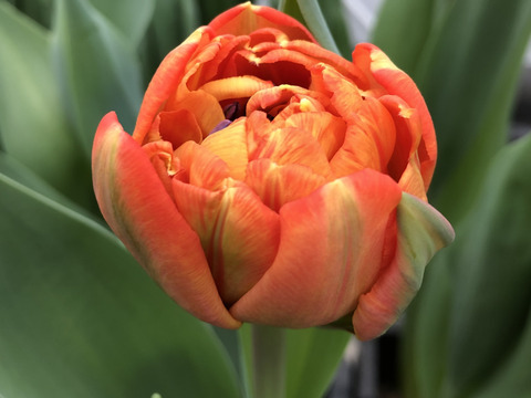 【限定10名】2月20日（金）～24（火）発送　 チューリップ切花　八重咲きミックス20本　4種×5本　見つけた人、超ラッキー!!!　※北海道・沖縄県配送不可※