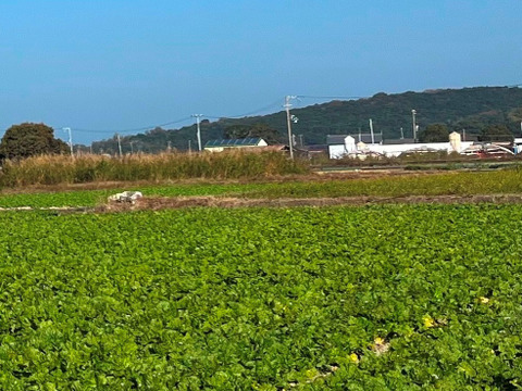 有機肥料で納豆菌栽培　ミニ白菜4～5個入り（沖縄・北海道・離島地区以外）