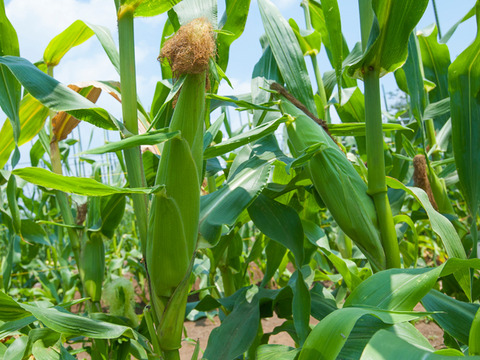 【2025年初登場】大槻農園の厳選“特別2Lサイズとうもろこし”｜3〜4本入り