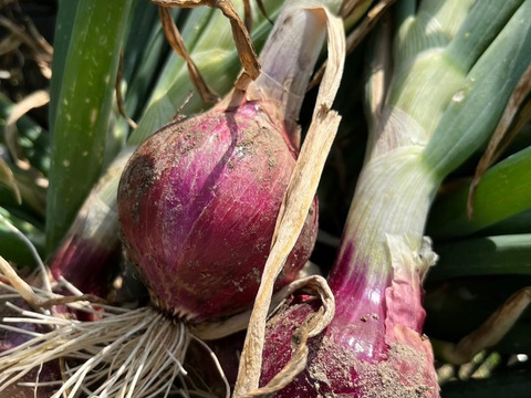 自然栽培　紫タマネギ　2kg