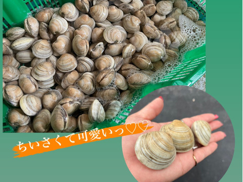 ホンビノス貝５㎏【SSサイズ/～50ｇ】