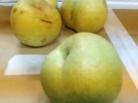 【家庭用!!お買い得!!】かおり 3kg (6玉前後)