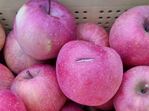 【毎日の食卓に】生食もOK！加工用サンふじ10キロ【葉とらず】JA基準より60％減の低農薬栽培