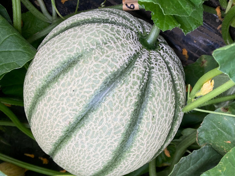 【夏ギフト】夏のお楽しみセット肉厚ネットメロンと生食OKフルーツとうもろこし《味来》または《恵ゴールド》