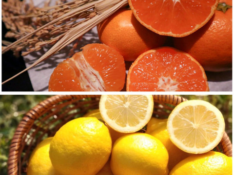 【A級品セット】幻の高根島みかん4kg+瀬戸田産レモン1kg