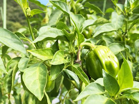 【冷凍唐辛子】伝統の味！ぼたんこしょう（約250g）農薬・化学肥料不使用