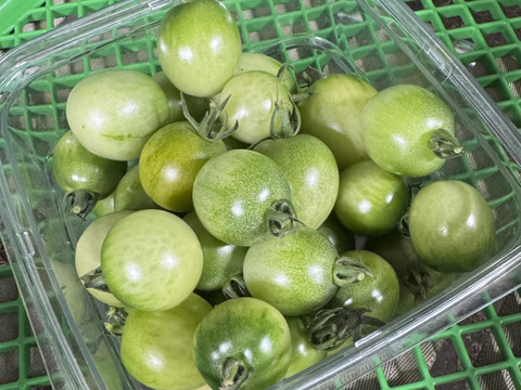 【数量限定】青トマト！未熟青採りミニトマト　家庭用1.8kg