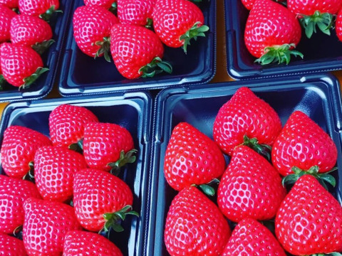 埼玉いちご「あまりん」270ｇ×2ｐ