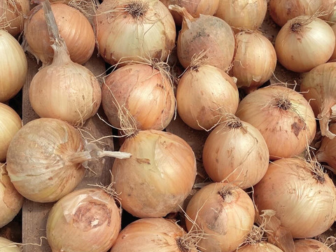 有機栽培　玉ねぎ