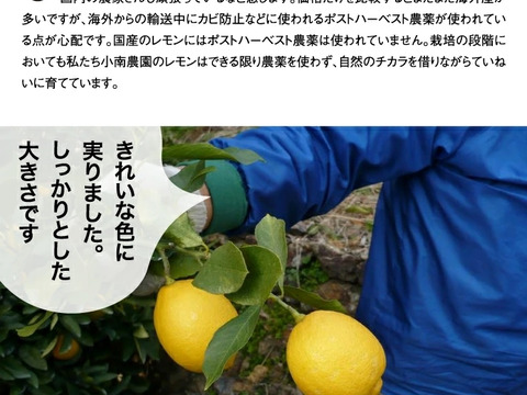 酸っぱーい！和歌山県有田産のレモン(1kg)