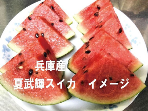 兵庫産夏武輝 小玉スイカ1玉　ご家庭用⑨