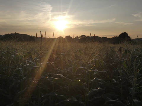 白色とうもろこし　１４本（330〜380g）