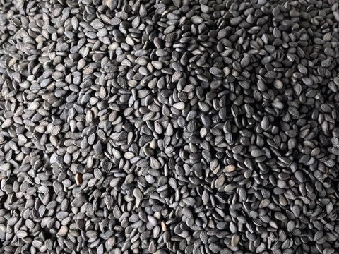 ★ラスト1個！(≧▽≦)！★
【黒ごま】（生・洗いごま・未焙煎）100g　農薬不使用・化学肥料不使用　令和5年　岐阜県産【クリックポスト・送料差額割引中】