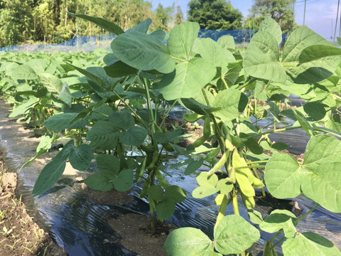風味豊かな枝豆！宮崎県産『湯あがり娘1kg』200g×5袋