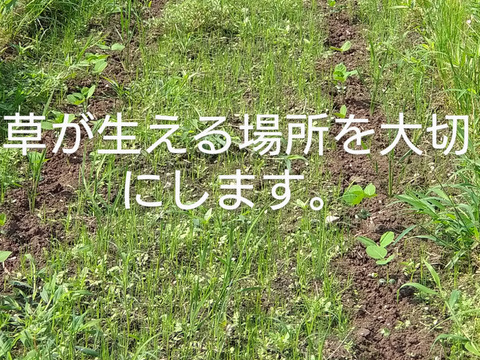 自然栽培大豆4.5キロ　農薬不使用、化学肥料も動物由来肥料も不使用　少し小粒ですが、栄養と美味しさは凝縮していると思います。収穫量は少ないのですが、心を込めて育てました。