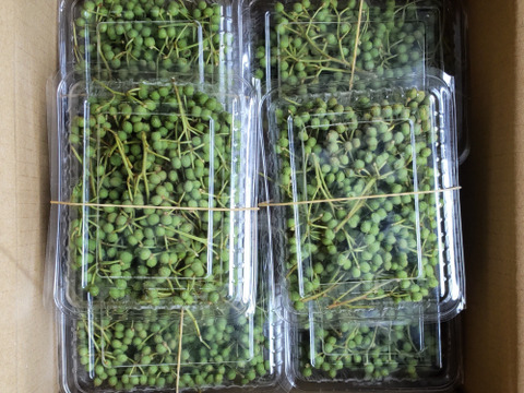 実山椒 山椒の実 500g 山椒：青森県産の実山椒｜食べチョク｜産地直送