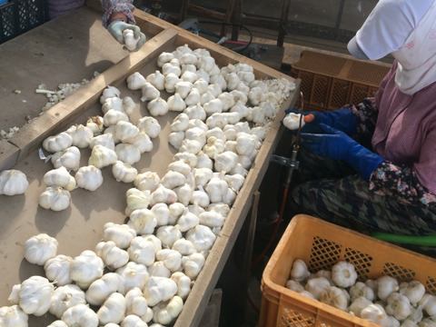 【わけあり品】青森県産ホワイト六片種にんにく バラ 1.5kg(500g×3箱)【高糖度】