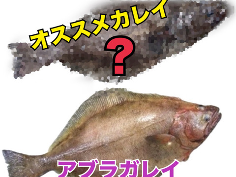 現品限り【YouTubeで紹介】2種のカレイ 食べ比べセット アブラガレイ ランダムでオススメカレイ