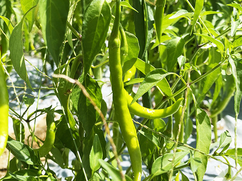 【お試し】なかなかの辛さ！プサジュエラ（約100g）農薬・化学肥料不使用