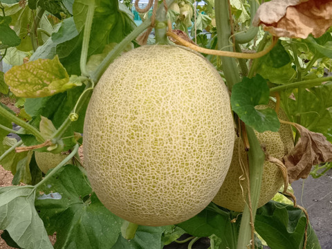 予約！白肉のあまーい高糖度ネットメロン　ムーンライト 2.5kg1玉