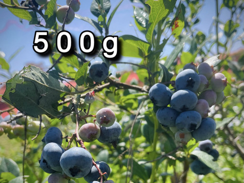 【シーズン終盤の晩成品種】自然栽培生ブルーベリー（北海道産）500g